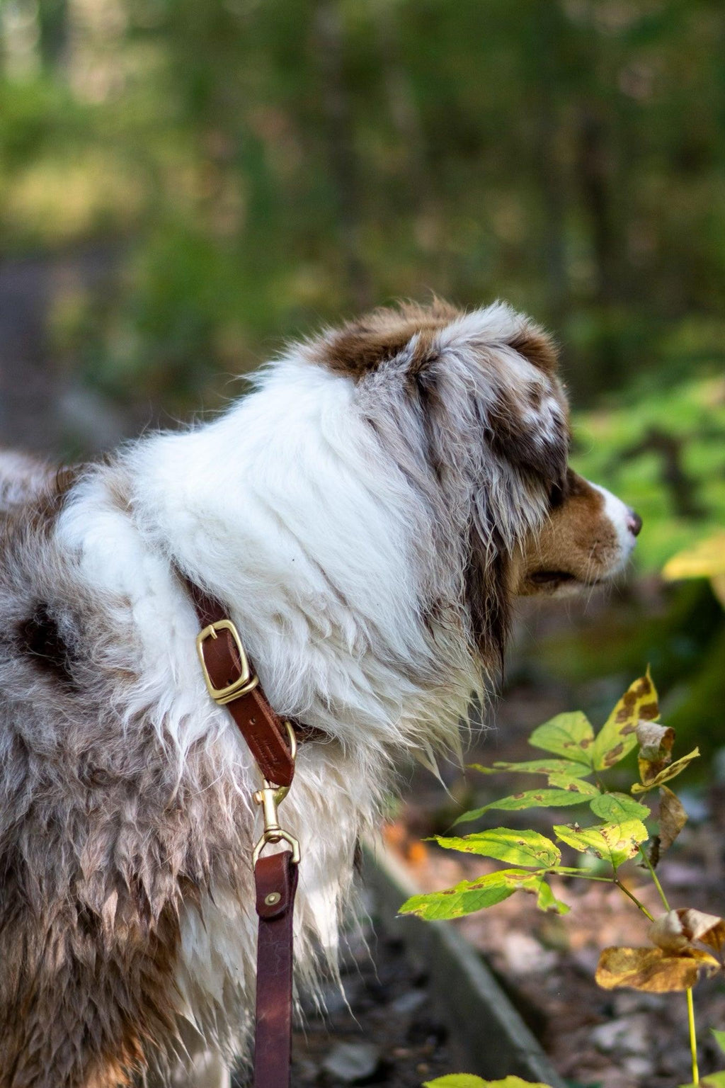 Full Leather Dog Collar
