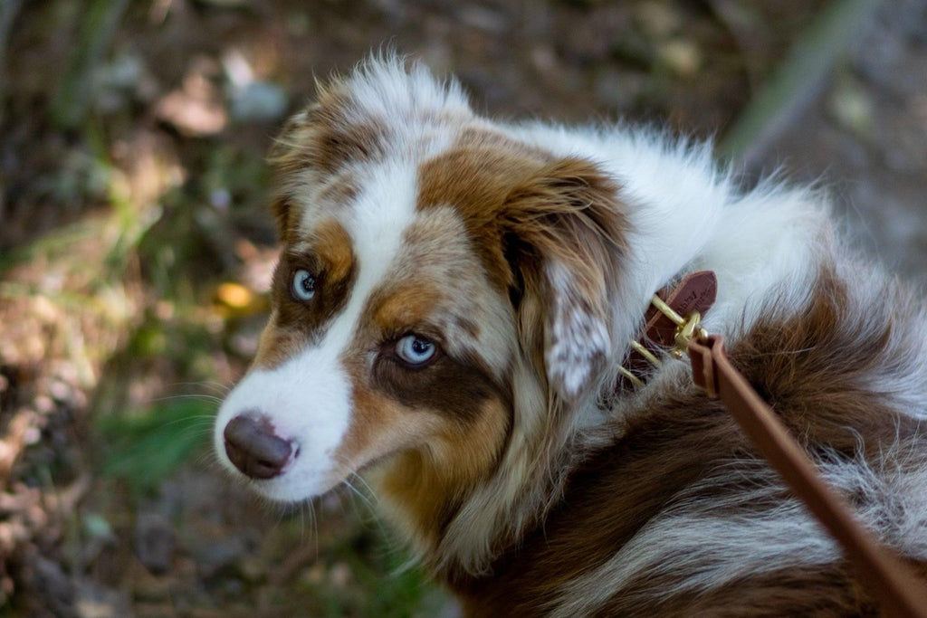 Full Leather Dog Collar