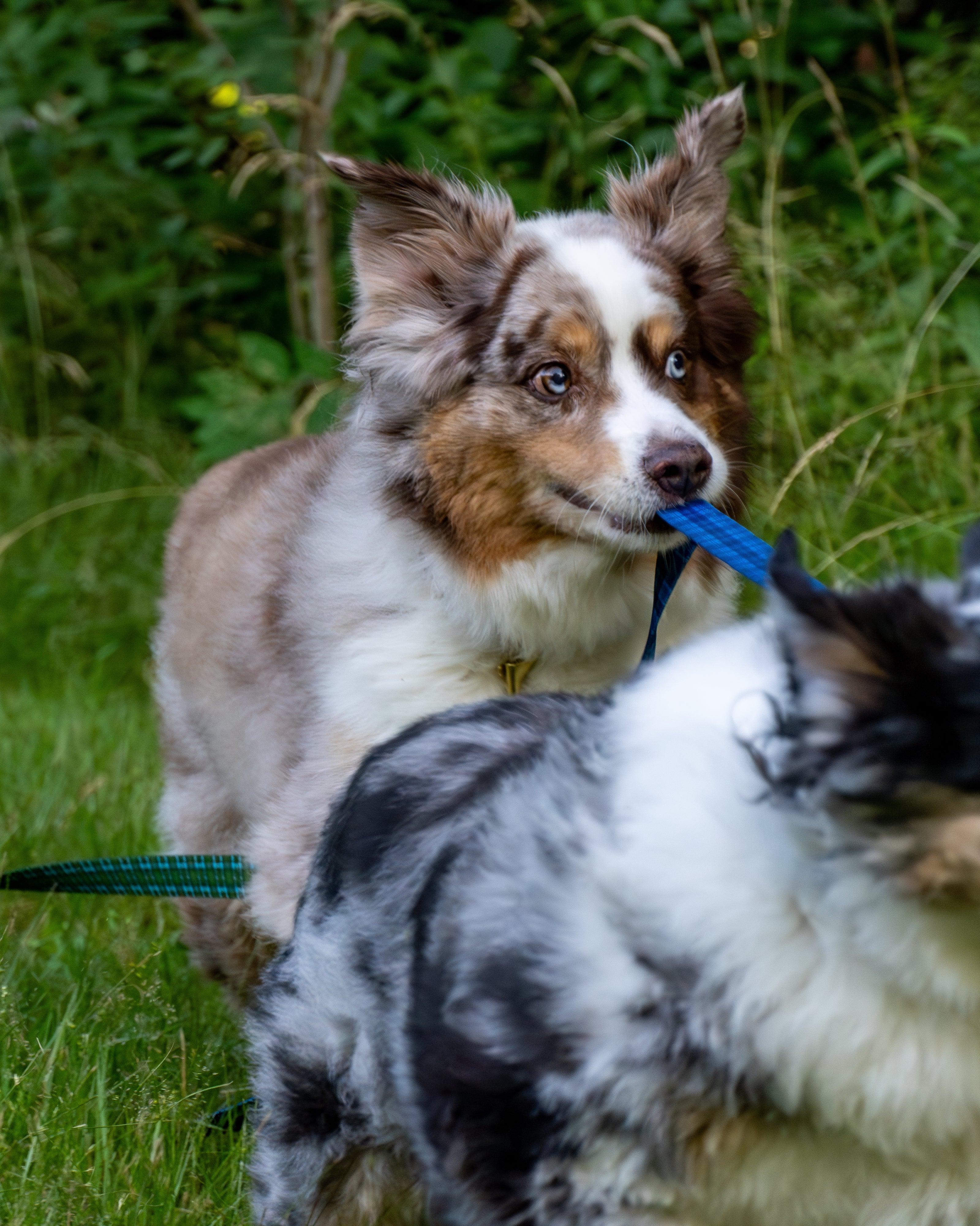 The Whiskey Tartan Dog Leashes