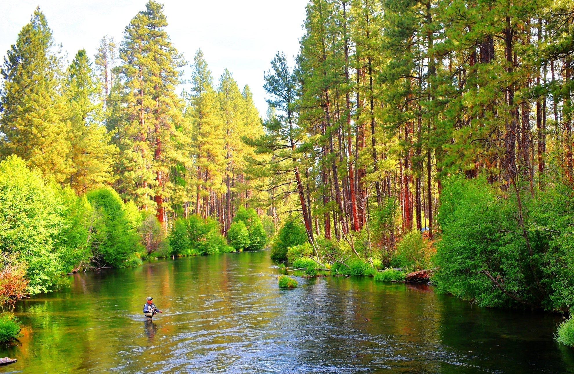 Tungsten Bead Hot Spot Pheasant Tail Tactical Jig Chartreuse Czech Nymph Euro Nymphing Fly - 1 Dozen Flies Size 18