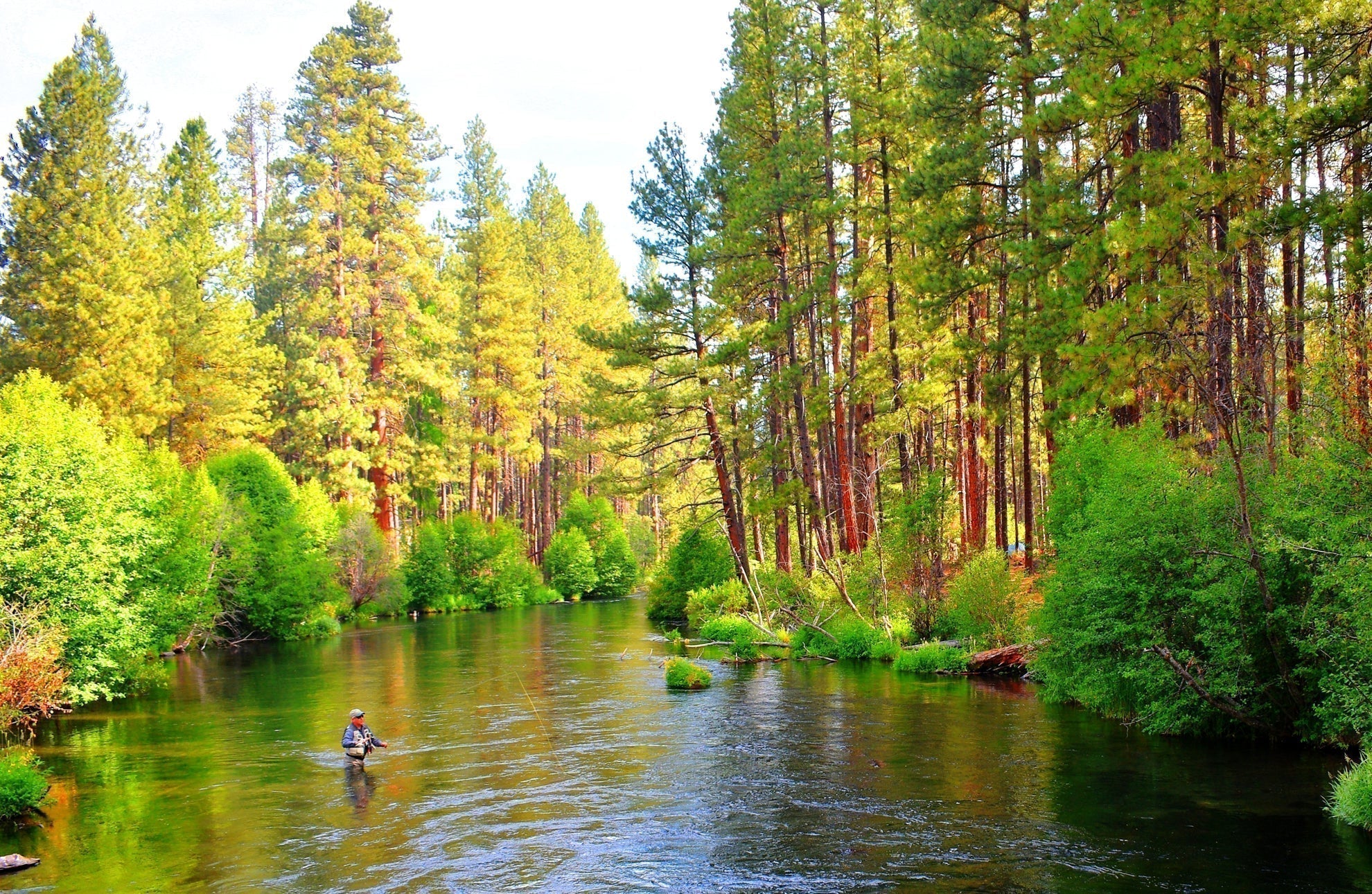 Tungsten Bead Pheasant Tail Tactical Jig Czech Nymph Euro Nymphing Fly - 1 Dozen Flies Size 16