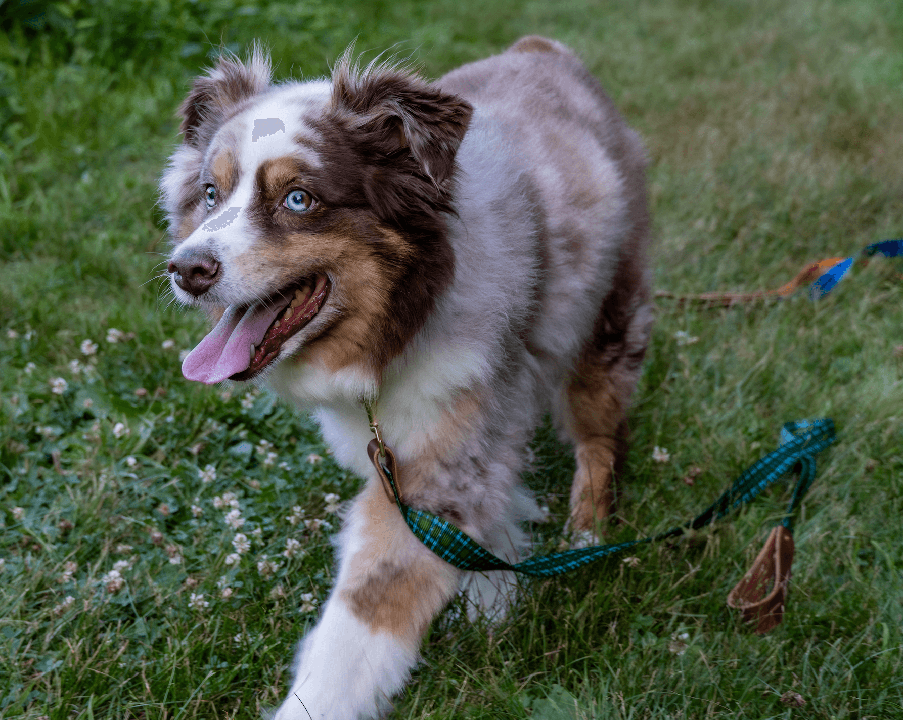 The Whiskey Tartan Dog Leashes