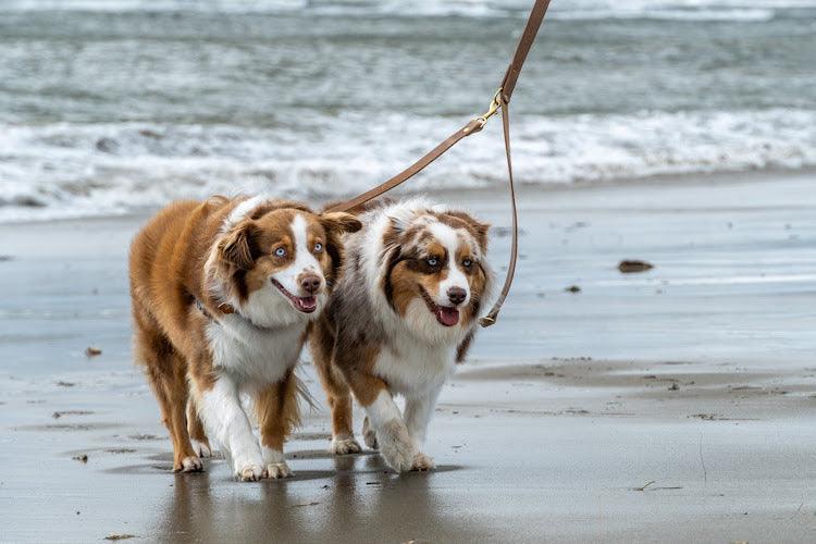 Full Leather Dog Leash