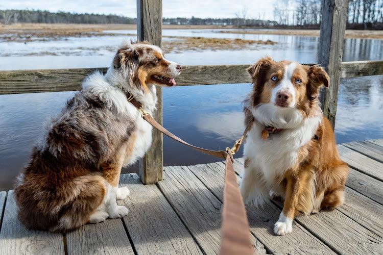 Full Leather Dog Leash