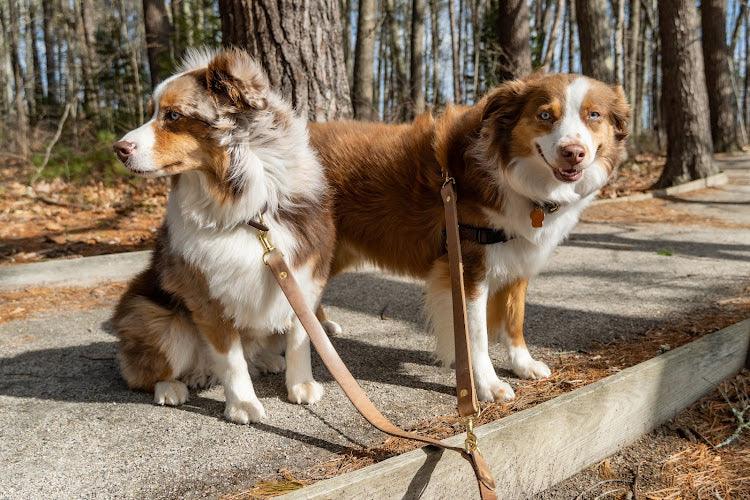 Full Leather Dog Leash
