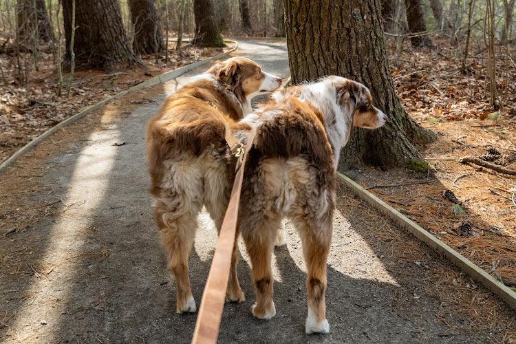 Full Leather Dog Leash